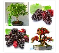 New Arrival10PCS Mulb Bags Mulberry ERRY Fruit Seeds DIY Home Bonsai Morus Nigra Tree, Black Mulberry Seeds Plants, # PQWIC5