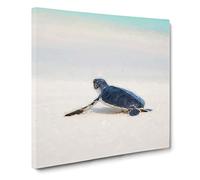 New Born Sea Turtle Canvas Print | Gallery Wrapped 30mm Frame Wall Art | 14x14 inches | Ready to Hang | Abstract Animals Picture | Living Room Bedroom Lounge Office