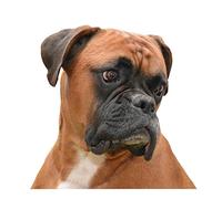 NEW Boxer Dog Collar - Large Size - 40cm to 50cm / 15.7 to 19.7 inches