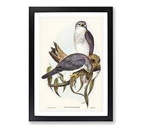 New Holland Goshawks by Elizabeth Gould Framed Print | A2 Black Framed Wall Art | Ready to Hang | Modern Nature Picture | Living Room Bedroom Lounge Office