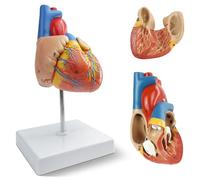 NEW HORIZON 2-Parts Life Size Human Heart Anatomical Model,48 Accurate Numbered Structures Cardiac,Anatomy Model,Number Manual,Magnets,Display Base,for Classroom Cardiology Resuscitation mannequins