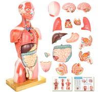 NEW HORIZON Human Body Deluxe Musculature Model, 16 Pcs Removable 17 Inch Human Torso Anatomy With Heart, Head, Skull, Brain, Skeleton for Medical Students, Lab & Classroom Use