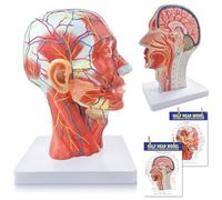 NEW HORIZON Life Size Anatomical Head Model Skull,Half Human Head Superficial Neurovascular Model with Musculature, and Brain for Medical Teaching Learning, Kids Learning Education Display Tool