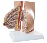 NEW HORIZON Model of The Female Breast Human Breast Anatomy Model Lactation Teaching Nursing Trainning Education Tools for Medical Students and Teachers