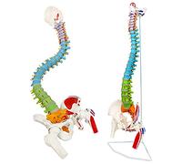NEW HORIZON Scientific 34" Life Size Spinal Cord Model With Vertebrae, Nerves, Arteries, Lumbar Column, and Male Pelvis - Includes Stand (Good After-Sales)