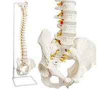 NEW HORIZON Scientific Spinal Cord Model,Skeleton Model -34" Life Size Spinal Column Model with Vertebrae, Nerves, Arteries, Lumbar Column, and Male Pelvis, Includes Stand