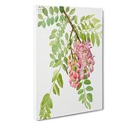 New Mexican Locust By Mary Vaux Walcott Canvas Print | Gallery Wrapped 30mm Frame Wall Art | 30x20 inches | Ready to Hang | Contemporary Picture | Living Room Bedroom Lounge Office