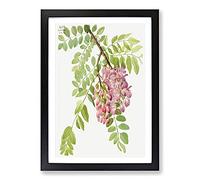 New Mexican Locust by Mary Vaux Walcott Framed Print | A2 Black Framed Wall Art | Ready to Hang | Modern Nature Picture | Living Room Bedroom Lounge Office