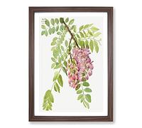 New Mexican Locust by Mary Vaux Walcott Framed Print | A2 Walnut Framed Wall Art | Ready to Hang | Modern Nature Picture | Living Room Bedroom Lounge Office