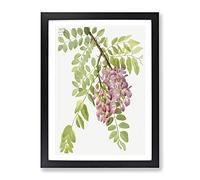 New Mexican Locust Flowers By Mary Vaux Walcott Vintage Framed Print | A2 Black Framed Wall Art | Ready to Hang | Classic Floral Picture | Living Room Bedroom Lounge Office