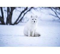 New Paint by Numbers Oil for Adults Children - Arctic Fox On Snow - DIY Oil Painting by Numbers Kits Decoration Gift