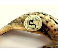 New Shofarot israel Judaica Oil Anointing Rams Horn From the Holy Land, one item at order