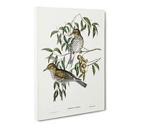 New South Wales Oriole Birds By Elizabeth Gould Canvas Print | Gallery Wrapped 30mm Frame Wall Art | 24x16 inches | Ready to Hang | Retro Bird Picture | Living Room Bedroom Lounge Office