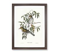 New South Wales Oriole Birds By Elizabeth Gould Vintage Framed Print | A2 Walnut Framed Wall Art | Ready to Hang | Classic Nature Picture | Living Room Bedroom Lounge Office