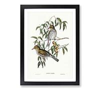 New South Wales Orioles by Elizabeth Gould Framed Print | A2 Black Framed Wall Art | Ready to Hang | Modern Nature Picture | Living Room Bedroom Lounge Office