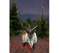 New York Puzzle Company - National Geographic Spirit of The North - 1000 Piece Jigsaw Puzzle
