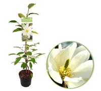 New Zealand Michelia Evergreen Fragrant Winter Magnolia Fairy White