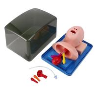 Newborn Baby Intubation Manikin, PVC Lab Airway Management Trainer Intubation Manikin Medical Study Teaching Baby Model Aid-Fast Demo