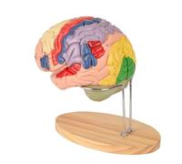 Newest Human Brain Model for Neuroscience Teaching with Labels 1.5 Times Life Size Anatomy Model for Learning Science Classroom Study Display Medical Model,9 Colors to Identify Brain Functions