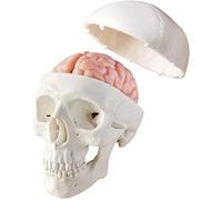 Newest Miniature Human Skull Model,3 Part With 2-Part Human Brain;Half Life Size Skull with Brain;Human Head With Brain for Medical Teaching Learning, Art Sketch,Educational Display Tool Human Anatomy