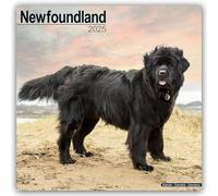 Newfoundland Calendar 2025 Square Dog Breed Wall Calendar - 16 Month 9781804603