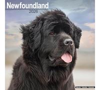 Newfoundland 2026 Calendar | Square Wall Calendar | Dog Breed Gift | Plastic Free Packaging | by Avonside Publishing