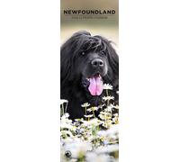Newfoundland 2026 Wall Calendar, 12-Month Slim Format, Made in England
