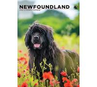 Newfoundland Dog 2026 Calendar, A3, Wirobound, Full Colour