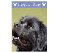 Newfoundland, Dog Birthday Card