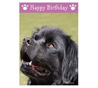 Newfoundland, Dog Birthday Card
