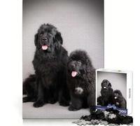 Newfoundland Dogs 1000 Piece Jigsaws for Adults Mind Exercise Toy Quiet Fun Design Assembly Thoughtful Gift (38x52cm)