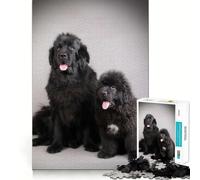 Newfoundland Dogs 1000 Pieces Puzzles for Adults Mind Exercise Toy Peaceful Time Design Assembly Creative Gift (38x26cm)