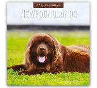 Newfoundlands 2025 Square Wall Calendar