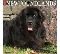 Newfoundlands 2026 12" x 12" Wall Calendar