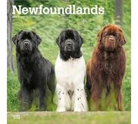 Newfoundlands - Neufundländer 2026 - 16-Monatskalender: Original BrownTrout-Kalender [Mehrsprachig] [Kalender]