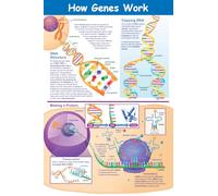 NewPath Learning How Genes Work Poster - Laminated, Full-Color, 23" x 35"