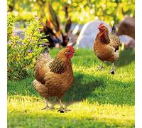 Nexoria Chicken Garden Ornament, Acrylic Chicken Statue Funny Rooster Garden Sculptures Creative Pheasant Stake Yard Sign Animal Garden Chick Ornaments for Decoration (Type E)