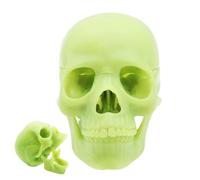Nexusectar Skull Model - 15 Part Life Size Detachable Human Head Anatomical Model, Realistic Study Tool | Educational Medical Teaching Aid for Anatomy Study Course Classroom Laboratory Training