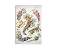NgAnoh Sea Slugs by Ernst Haeckel Canvas Printed Poster Cool Artworks Painting Wall Art Canvas Prints Hanging Picture Home Decors Gift Idea 08x12inch(20x30cm)