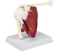 Ngbbby PVC Shoulder Joint Muscles Model with Ligaments, Shoulder Anatomy for Doctors Office, Educational Tool, Physical, Anatomical Study