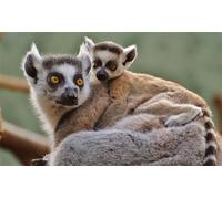 NHYXW 5D Diamond Painting Kit, Monkeys Lemurs Wildlife Complete Drill DIY Diamond Painting, Rhinestone Embroidery Cross Stitch Painting Art Craft for Home Wall Decoration, 50 x 80 cm