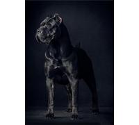 NHYXW Diamond Painting Kit: Italian Cane Corso, 5D Full Drill Round, 50x90cm/20x36in, Adult, Unisex, Modern, Animal, Dog, Non-Foldable