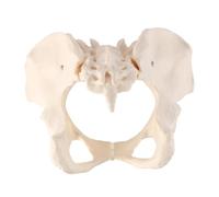 Nicear Female Pelvis Model Detachable Pelvis Anatomy Model Female Life-Size Pelvis Model For Obstetrics Gynecology And Orthopedics Learning Teaching Or Demonstration