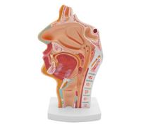 Nicear Human Anatomical Nasal Cavity Throat 1:1 Life Size Pharynx Larynx Anatomy Model For Science Class Teaching Medical Display Model