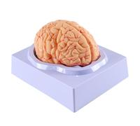 Nicear Human Brain Model Anatomy 8 Part Model Of Fake Brain With 32 Digital Identifiers Artery Teaching For Science Classroom