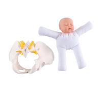 Nicear Human Female Pelvis Model With Baby Childbirth Simulator Female Pelvis And Baby Model For Educational Display Study