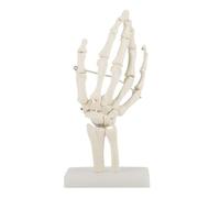 Nicear Life-Size Anatomical Hand Skeleton Model PVC Medical Joint Learning Tool with Base for School Hospital Anatomy Education