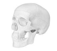 Nicear Mini Human Skull Model Palm-Sized Anatomy Skull Model With Removable Cap Full Set Teeth For Drawing Cranium Medical Education