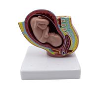 Nicear Pregnancy 9 Months Baby Fetus Model Resin Pregnancy Female Pelvis Clear Structure Development Model
