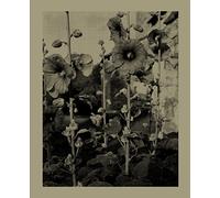 Nicholas Nixon: Closing the Distance